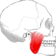 The Masseter Muscle